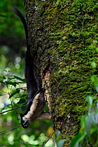 Black giant squirrel (Ratufa bicolor) sitting on a tree at Tongbiguan Nature Reserve, Dehong Prefecture, Yunnan province, China, May.