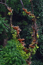 Staghorn ferns on rainforest trees, Tongbiguan Nature Reserve, Dehong Prefecture, Yunnan Province, China, April.