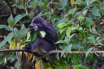 Phayre's leaf monkey  (Trachypithecus phayrei) siiting on a tree at He Xin Chang Forest reserve, Dehong Prefecture, Yunnan Province, China, May.
