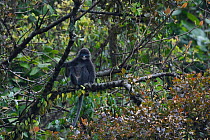 Phayre's leaf monkey (Trachypithecus phayrei) sitting in a tree at He Xin Chang Forest Reserve, Dehong Prefecture, Yunnan Province, China, April.