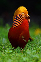 A vertical portrait of a male Golden pheasant (Chrysolophus pictus) standing and displaying in grass in Yangxian Nature Reserve, Shaanxi, China, September.