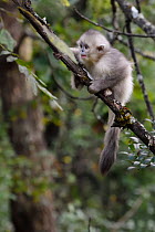 Young Yunnan snub-nosed monkey (Rhinopithecus bieti) juvenile  in  tree, Ta Cheng Nature reserve, Yunnan, China, October.