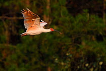 Crested ibis (Nipponia nippon) flying in evening light, Yangxian Nature Reserve, Shaanxi, China. Endangered species.  September