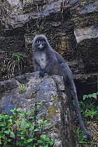 Phayre's leaf monkey (Trachypithecus phayrei) sitting on a rock, He Xin Chang Forest reserve, Dehong Prefecture, Yunnan Province, China. May
