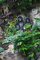 Phayre's leaf monkey  (Trachypithecus phayrei) mother and baby, He Xin Chang Forest reserve, Dehong Prefecture, Yunnan Province, China, May.