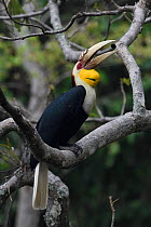 Wreathed hornbill (Aceros undulatus) feeding on berry, Tongbiguan Nature Reserve, Dehong Prefecture, Yunnan Province, China, April.