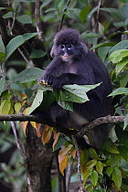 Phayre's leaf monkey (Trachypithecus phayrei) siiting on a tree at He Xin Chang Forest reserve, Dehong Prefecture, Yunnan Province, China, May.
