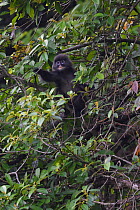 Phayre's leaf monkey (Trachypithecus phayrei) siiting on a tree at He Xin Chang Forest Reserve, Dehong Prefecture, Yunnan Province, China, May.