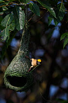 Black-breasted weaver (Ploceus benghalensis)  sitting on its nest in Dehong prefecture, Tongbiguan nature Reserve, Yunnan province, China, May.
