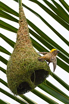 Baya weaver (Ploceus philippinus) on its nest in Tongbiguan Nature Reserve, Dehong prefecture, Yunnan province, China. May