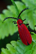 Red beetle (Pyrochroidae) sitting on a leaf, Tongbiguan Nature Reserve, Dehong prefecture, Yunnan province, China, May.