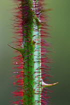 Close up of a plant with sharp barbs, Tongbiguan Nature Reserve, Dehong prefecture, Yunnan province, China, May.