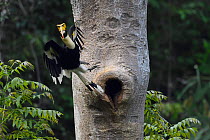 Great hornbill (Buceros bicornis) taking off from nest hole,  Tongbiguan Nature Reserve, Dehong Prefecture, Yunnan Province, China, April.