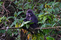 Phayre's leaf monkey (Trachypithecus phayrei) siiting on a tree at He Xin Chang Forest reserve, Dehong Prefecture, Yunnan Province, China. May