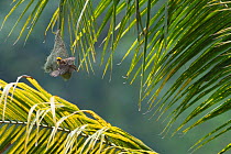 Baya weaver (Ploceus philippinus) on its nest in Tongbiguan Nature Reserve, Dehong prefecture, Yunnan province, China, May.
