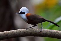 White-crested laughing thrush (Garrulax leucolophus) bird perched on branch, Tongbiguan Nature Reserve, Dehong Prefecture, Yunnan Province, China, April.