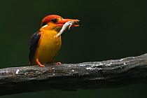 Oriental dwarf kingfisher (Ceyx erithacus) catching and eating fish, Tongbiguan Nature Reserve, Dehong Prefecture, Yunnan Province, China, April.