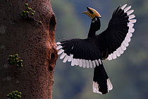 Oriental Pied hornbill (Anthracoceros albirostris) male landing at nest hole, Tongbiguan Nature Reserve, Dehong Prefecture, Yunnan Province, China, April.