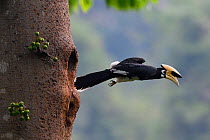 Oriental pied hornbill (Anthracoceros albirostris) taking off from nest hole, Tongbiguan Nature Reserve, Dehong Prefecture, Yunnan Province, China. April