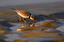 Little ringed plover (Charadrius dubius) walking on wet sand, Tongbiguan Nature Reserve, Dehong Prefecture, Yunnan province, China, May.