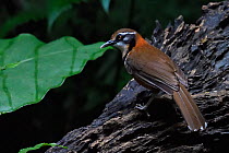 Lesser necklaced laughing thrush (Garrulax monileger) perched in Tongbiguan Nature Reserve, Dehong Prefecture, Yunnan Province, China, April.
