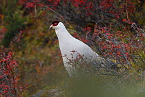White eared pheasant (Crossoptilon crossoptilon) Baima Snow Mountain Nature Reserve, Yunnan, China. October
