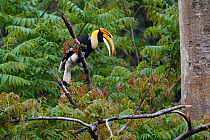 Great hornbill (Buceros bicornis) male perched on a branch in Tongbiguan Nature Reserve, Dehong Prefecture, Yunnan Province, China, April.