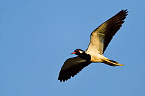 Red-wattled lapwing (Vanellus indicus) flying over Tongbiguan Nature Reserve, Dehong Prefecture, Yunnan province, China, May.