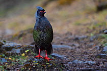Blood pheasant (Ithaginis cruentus)  male, standing on the ground in amid autumn colours and sceneries in the Baima Snow Mountain Nature Reserve, Yunnan, China, October,