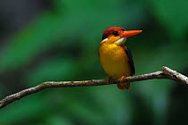 Oriental dwarf kingfisher bird (Ceyx erithacus) perched on a branch at Tongbiguan Nature Reserve, Dehong Prefecture, Yunnan Province, China, April.