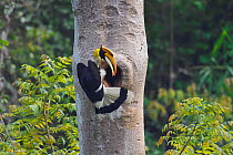 Great hornbill (Buceros bicornis) male with berries outside nest hole, Tongbiguan Nature Reserve, Dehong Prefecture, Yunnan Province, China. April