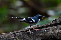 Slaty-backed forktail bird (Enicurus schistaceus) perched on a branch and eating a worm on a tree,  Tongbiguan Nature Reserve, Dehong Prefecture, Yunnan Province, China, April.
