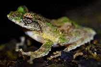 Close up of a Serrate-legged small treefrog (Kurixalus odontotarsus) Tongbiguan Nature Reserve, Dehong Prefecture, Yunnan province, China, May.