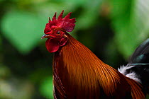 Red jungle fowl (Gallus gallus) male, Tongbiguan Nature Reserve, Dehong Prefecture, Yunnan Province, China, April
