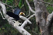 Wreathed hornbill (Aceros undulatus) male landing on tree outside nest hole, Tongbiguan Nature Reserve, Dehong Prefecture, Yunnan Province, China, April.