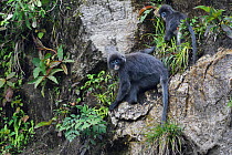 Phayre's leaf monkey (Trachypithecus phayrei) He Xin Chang Forest Reserve, Dehong Prefecture, Yunnan Province, China. May