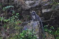 Phayre's leaf monkey  (Trachypithecus phayrei) sitting on a rock, He Xin Chang Forest Reserve, Dehong Prefecture, Yunnan Province, China, May 2017.