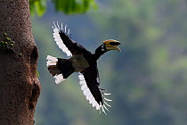 Oriental pied hornbill (Anthracoceros albirostris) male taking off from nest hole, Tongbiguan Nature Reserve, Dehong Prefecture, Yunnan Province, China. April