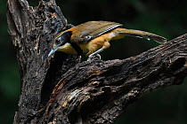 Lesser necklaced laughing thrush bird (Garrulax monileger) perched in Tongbiguan Nature Reserve, Dehong Prefecture, Yunnan Province, China, April.