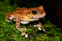 Close up of a Frog (Amolops afghanus) female sitting on moss at , Tongbiguan Nature Reserve, Dehong Prefecture, Yunnan province, China, May.