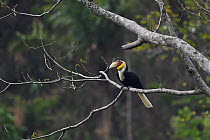 Wreathed hornbill (Aceros undulatus) perched on branch, Tongbiguan Nature Reserve, Dehong Prefecture, Yunnan Province, China, April.