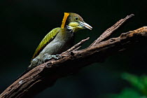 Greater yellow-naped woodpecker (Picus flavinucha) feeding on  grub, perched on  branch, Tongbiguan Nature Reserve, Dehong Prefecture, Yunnan Province, China, April.