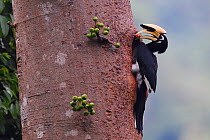 Oriental Pied hornbill (Anthracoceros albirostris) with berry outside nest hole, Tongbiguan Nature Reserve, Dehong Prefecture, Yunnan Province, China, April.