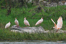 Five Crested ibis (Nipponia nippon) sitting by a river,Yangxian Nature Reserve, Shaanxi, China. September.  Endangered