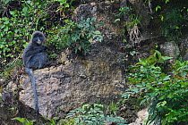Phayre's leaf monkey (Trachypithecus phayrei) sitting on a rock at He Xin Chang Forest Reserve, Dehong Prefecture, Yunnan Province, China, May.