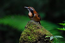 Lesser necklaced laughing thrush bird (Garrulax monileger) perched in Tongbiguan Nature Reserve, Dehong Prefecture, Yunnan Province, China, April.
