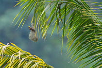 Baya weaver (Ploceus philippinus) on its nest in Tongbiguan Nature Reserve, Dehong Prefecture, Yunnan province, China, May.