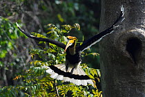 Great hornbill (Buceros bicornis) male flying away from nest hole,  Tongbiguan Nature Reserve, Dehong Prefecture, Yunnan Province, China, April.
