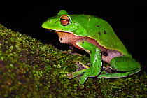 Giant tree frog (Rhacophorus maximus) sitting on a branch with black background,  Tongbiguan Nature Reserve, Dehong Prefecture, Yunnan province, China, May.