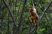 Sichuan golden snub-nosed monkey (Rhinopithecus roxellana)  screaming to  show authority, climbing on trees in Yangxian Nature Reserve, Shaanxi, China. September.